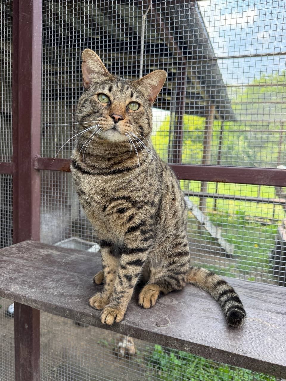 Savannah F6 kater, Kater