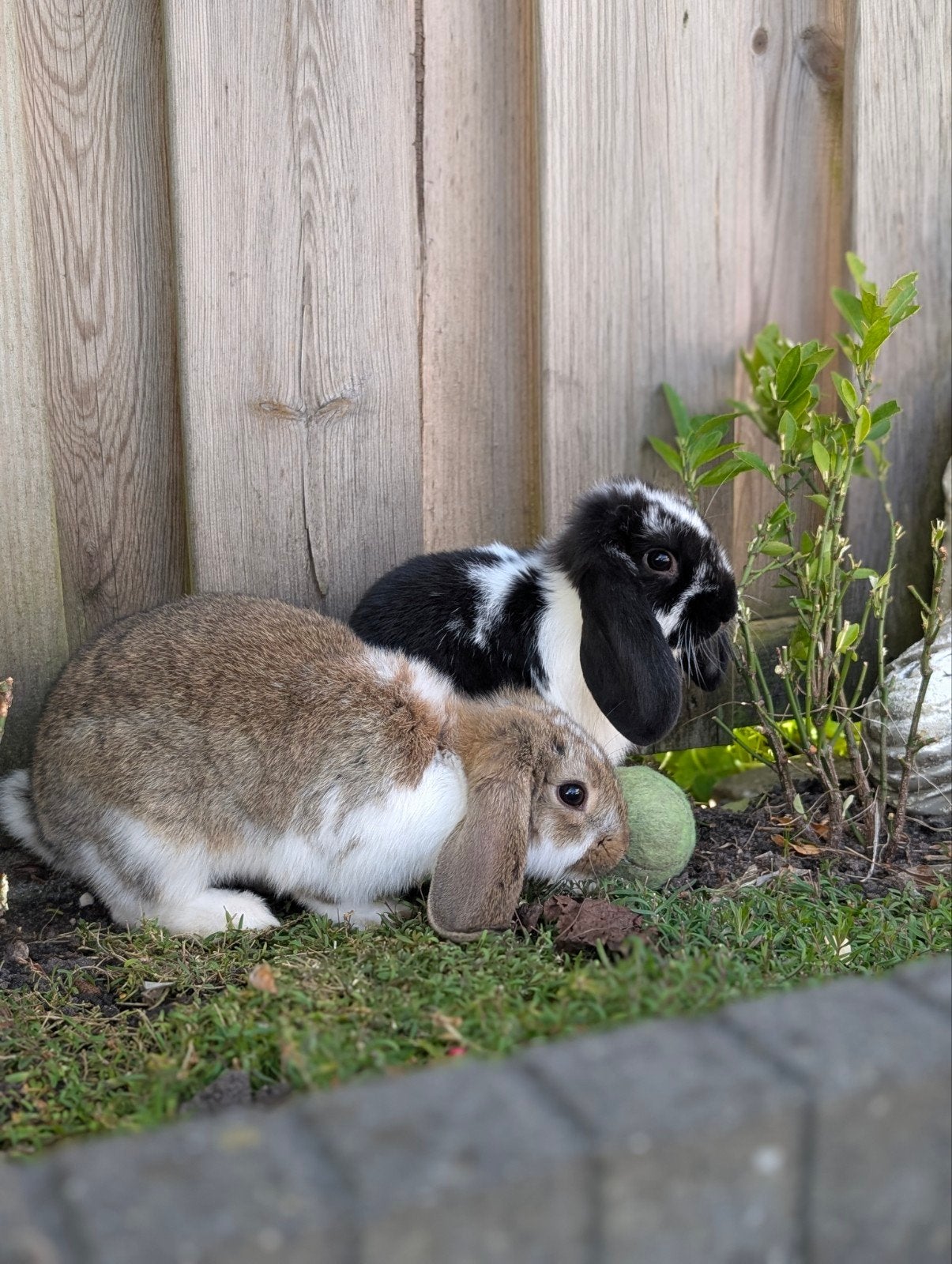 2 dwerghangoor konijnen, voedsters, Dieren en Toebehoren, Konijnen, Vrouwelijk, Dwerg, Hangoor