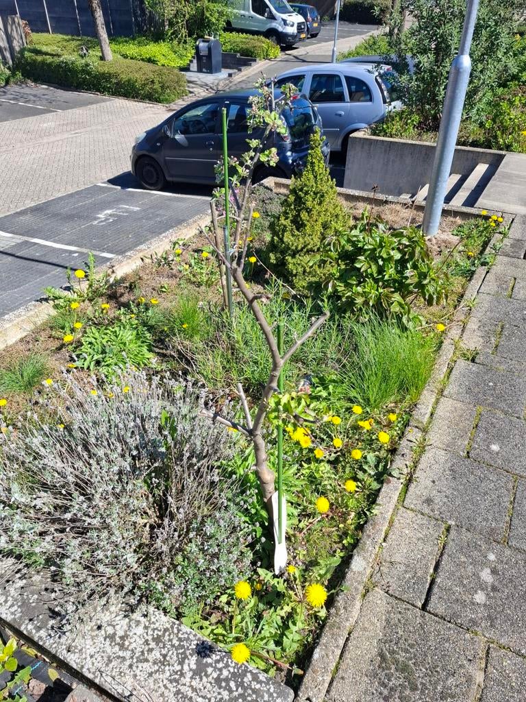 Jonge Appelboompjes - Vers uit de tuin 6 stuks samen 40 €, Lente, Volle zon, Ophalen of Verzenden, Appelboom
