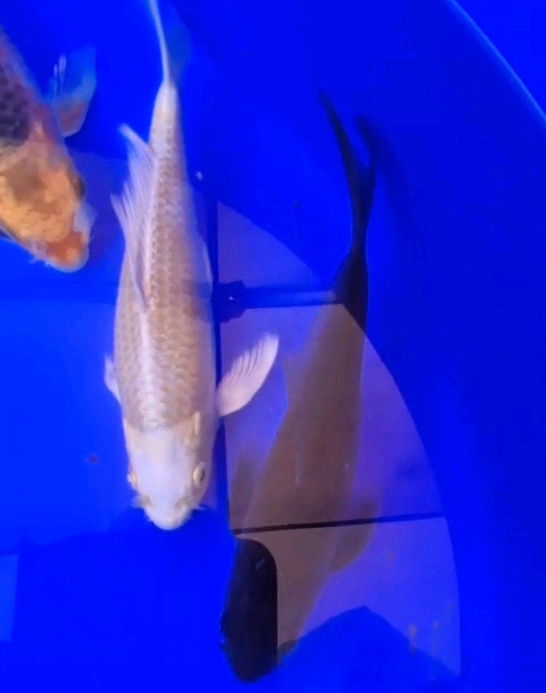 Te koop 7 prachtige butterfly koi's, Dieren en Toebehoren, Vissen | Vijvervissen, Karper of Koi
