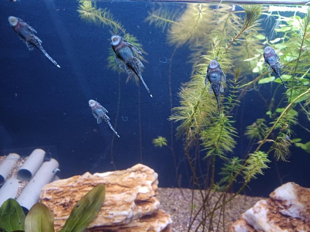Ancistrus dolichopterus Jongen in verschillende maten., Vis