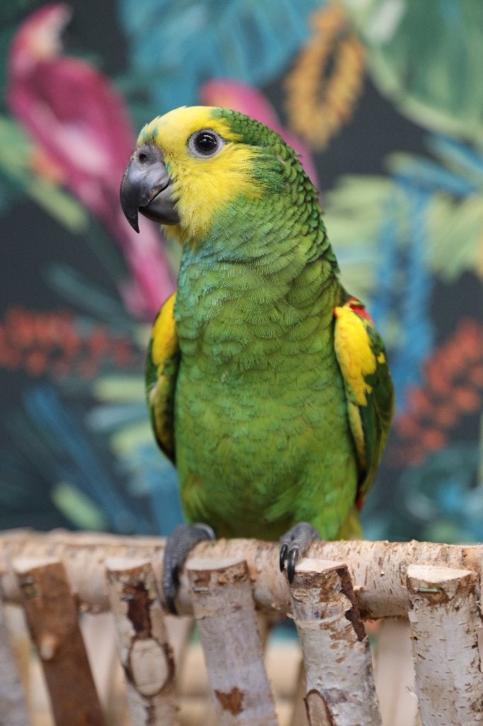 Jonge Blauw voorhoofd Amazones | Handtam | Nieuwsgierig, Dieren en Toebehoren, Meerdere dieren, Papegaai, Pratend