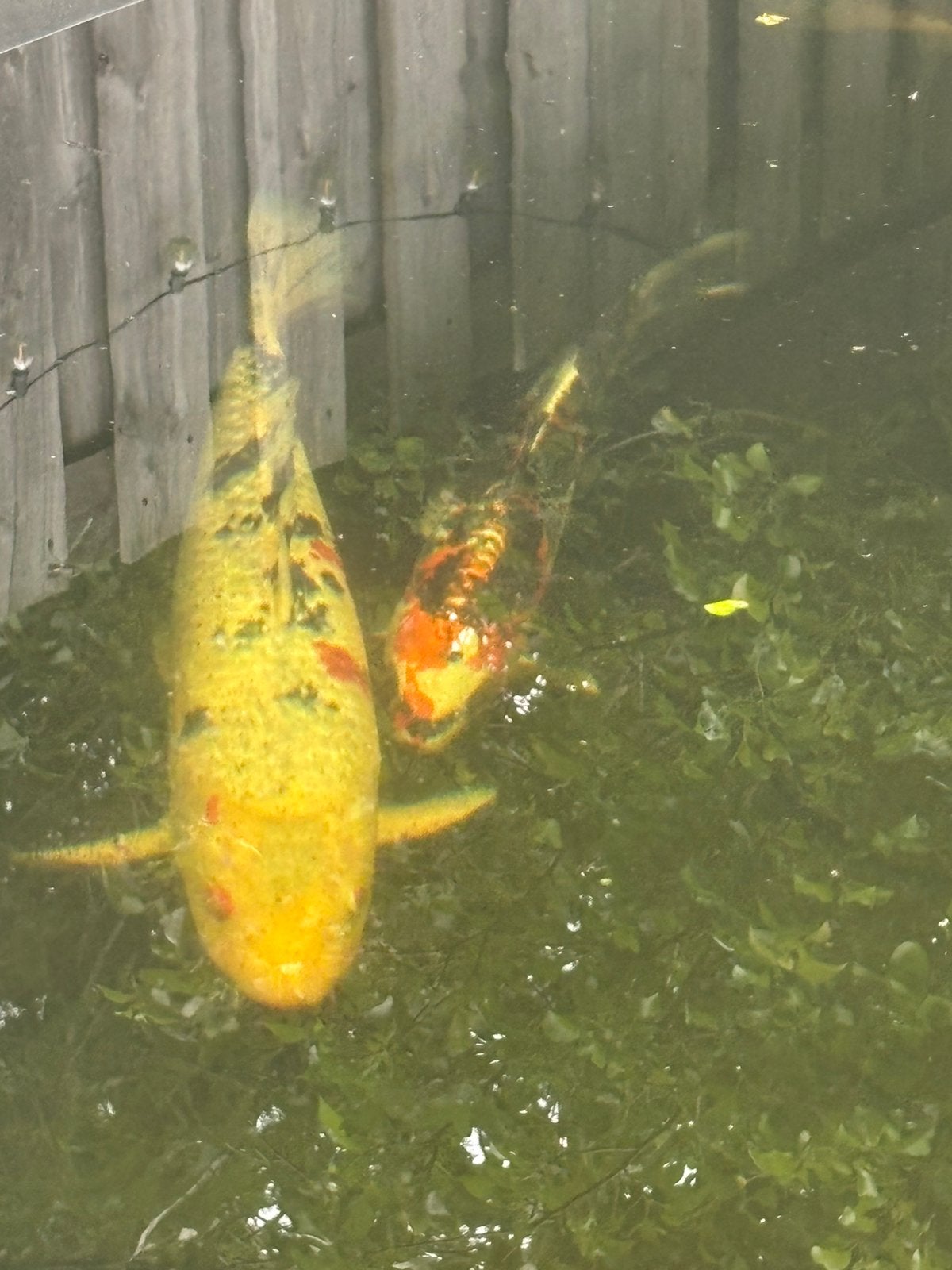 2x kleurijke Koi karpers (40 en 30 cm), Dieren en Toebehoren, Vissen | Vijvervissen, Karper of Koi