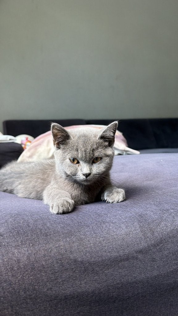 Kittens, Kater, Ontwormd, 0 tot 2 jaar