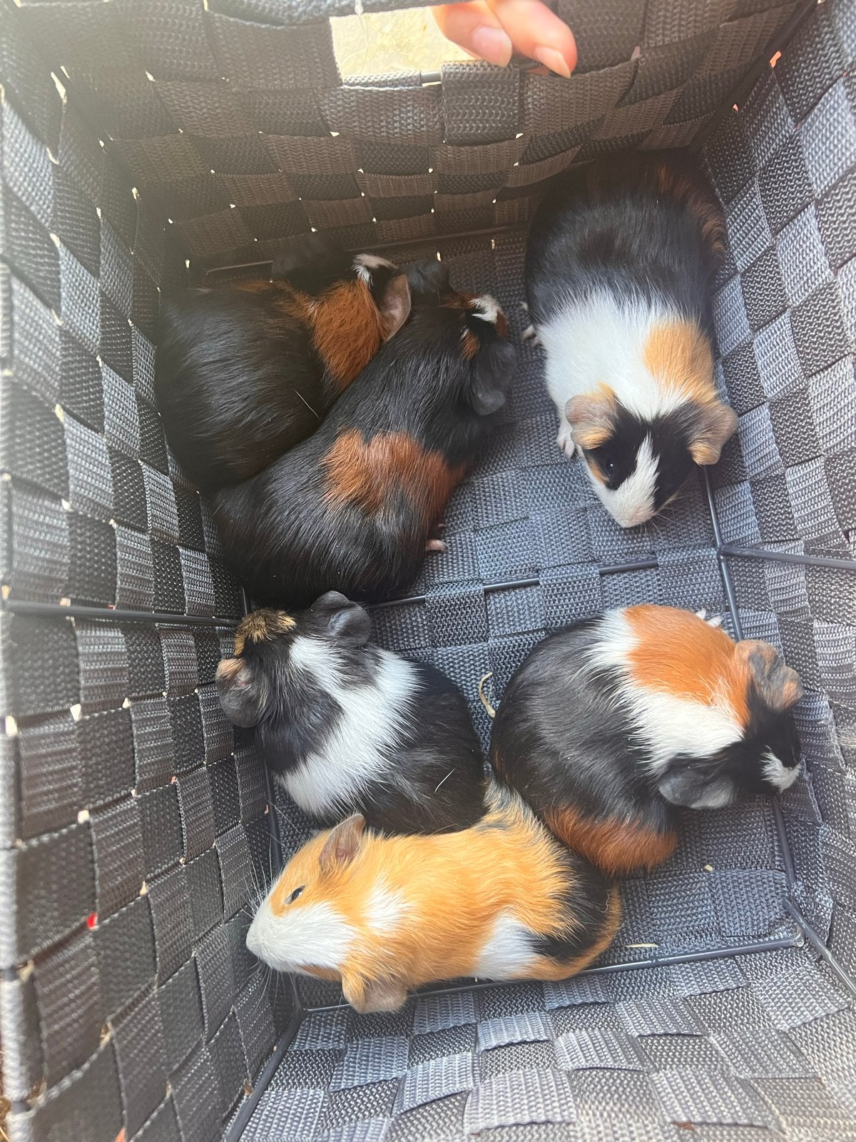 Cavia’s 4 weken oud, Dieren en Toebehoren, Knaagdieren, Cavia, Augustus, Meerdere dieren, Tam