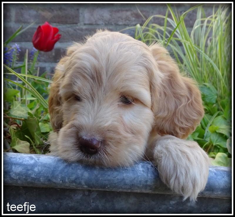 Labradoodle medium pups, Nederland, Parvo, Overige rassen, 8 tot 15 weken