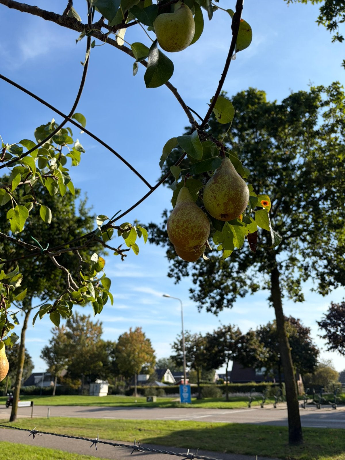 Dak perenboom conference lekkere hand peren nu voor €125,00, Tuin en Terras, 100 tot 250 cm, Dakboom, Zomer, Ophalen