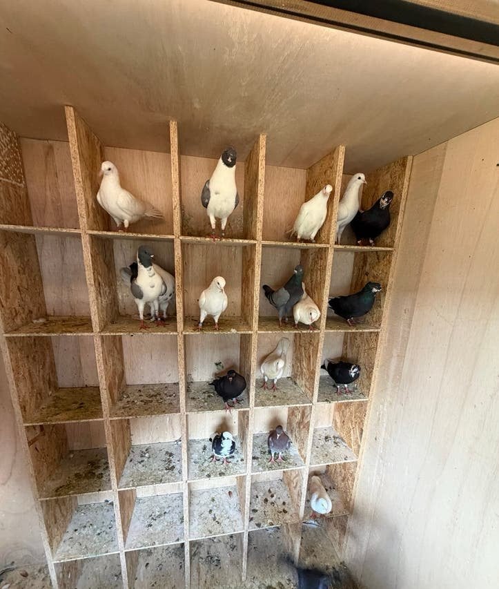 Duiven, Dieren en Toebehoren, Vogels | Duiven