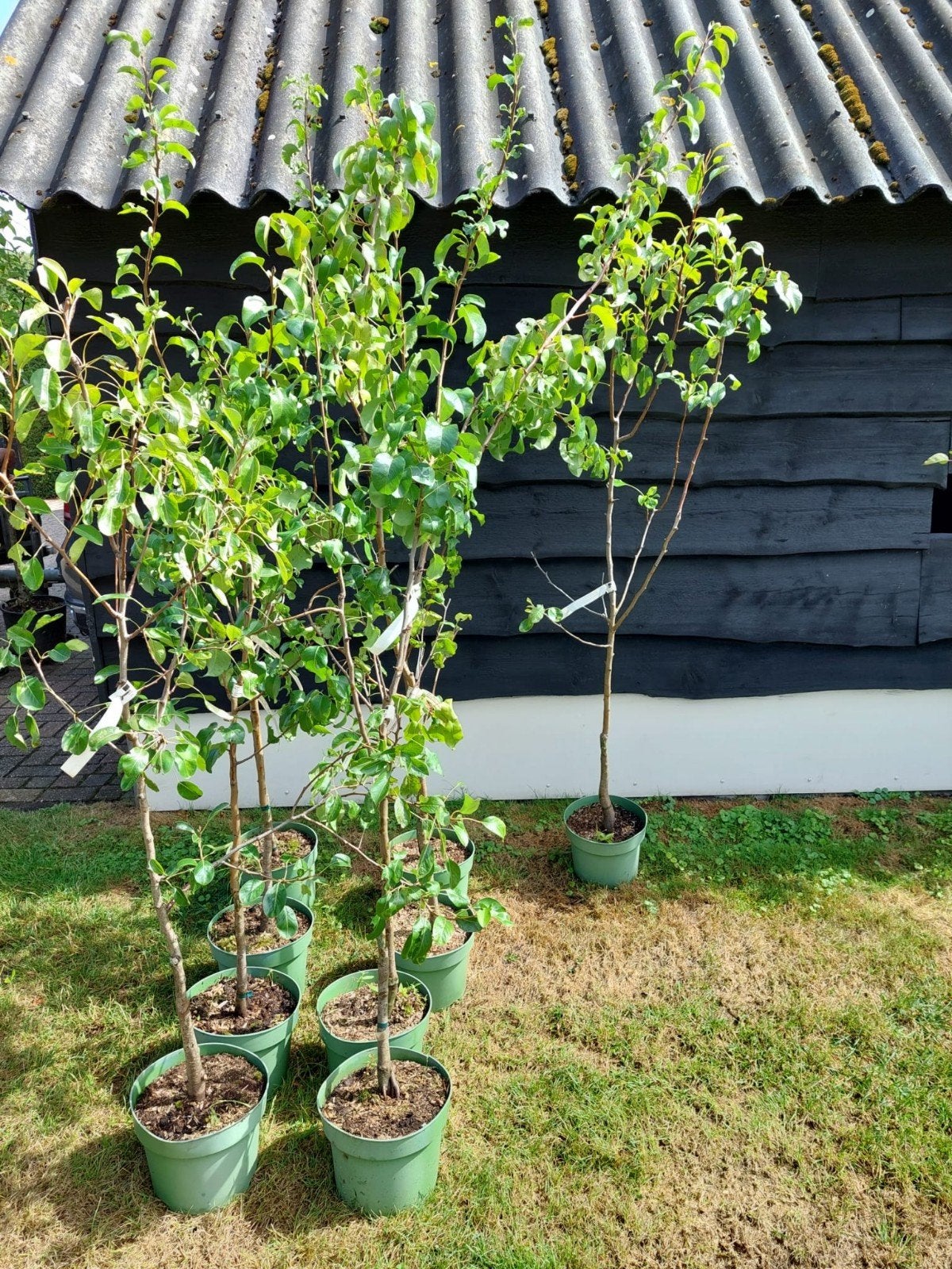 Restpartij perenbomen, fruit, peer, Ophalen, Overige soorten