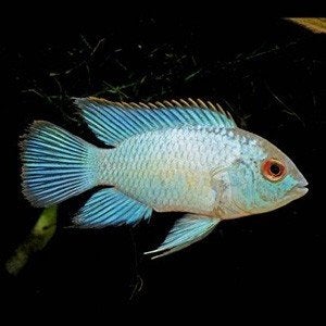 electric blue acaras, Vis