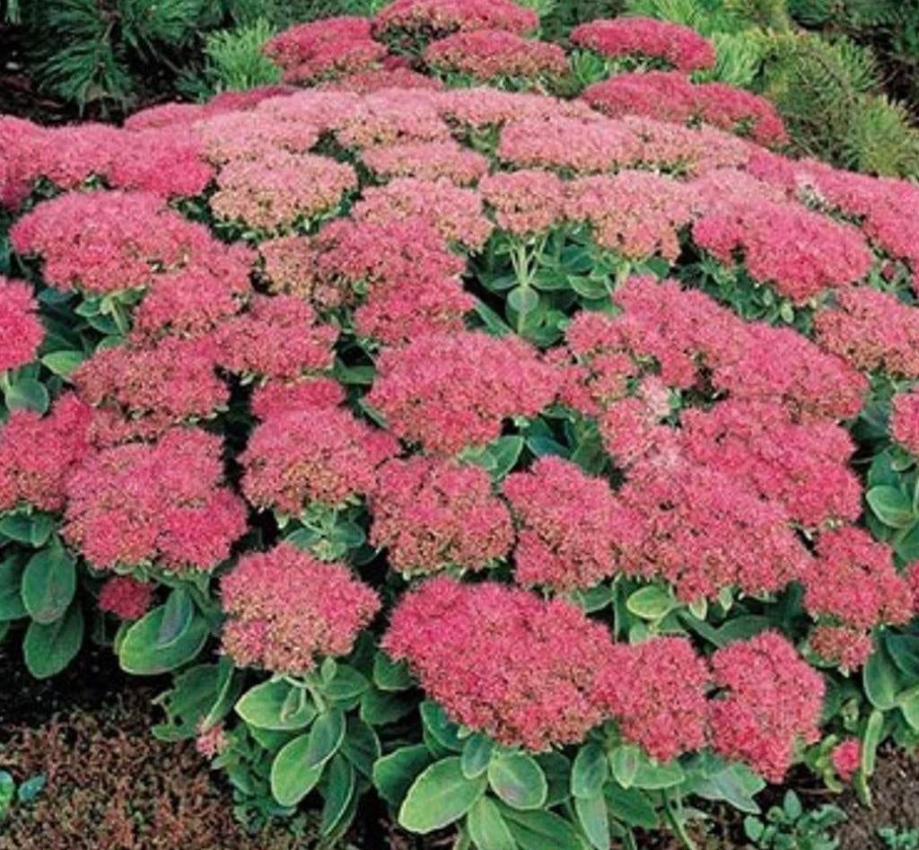 Roze Sedum plant, Overige soorten, Volle zon, Vaste plant, Ophalen of Verzenden