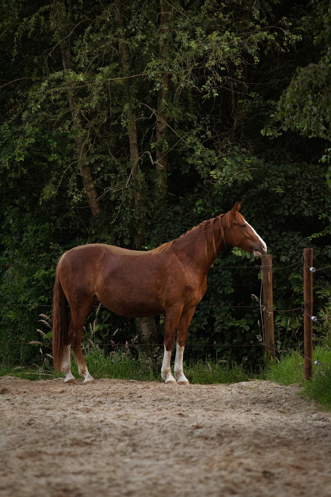 Gezocht stalgenoot / stalling aangeboden, Stalling