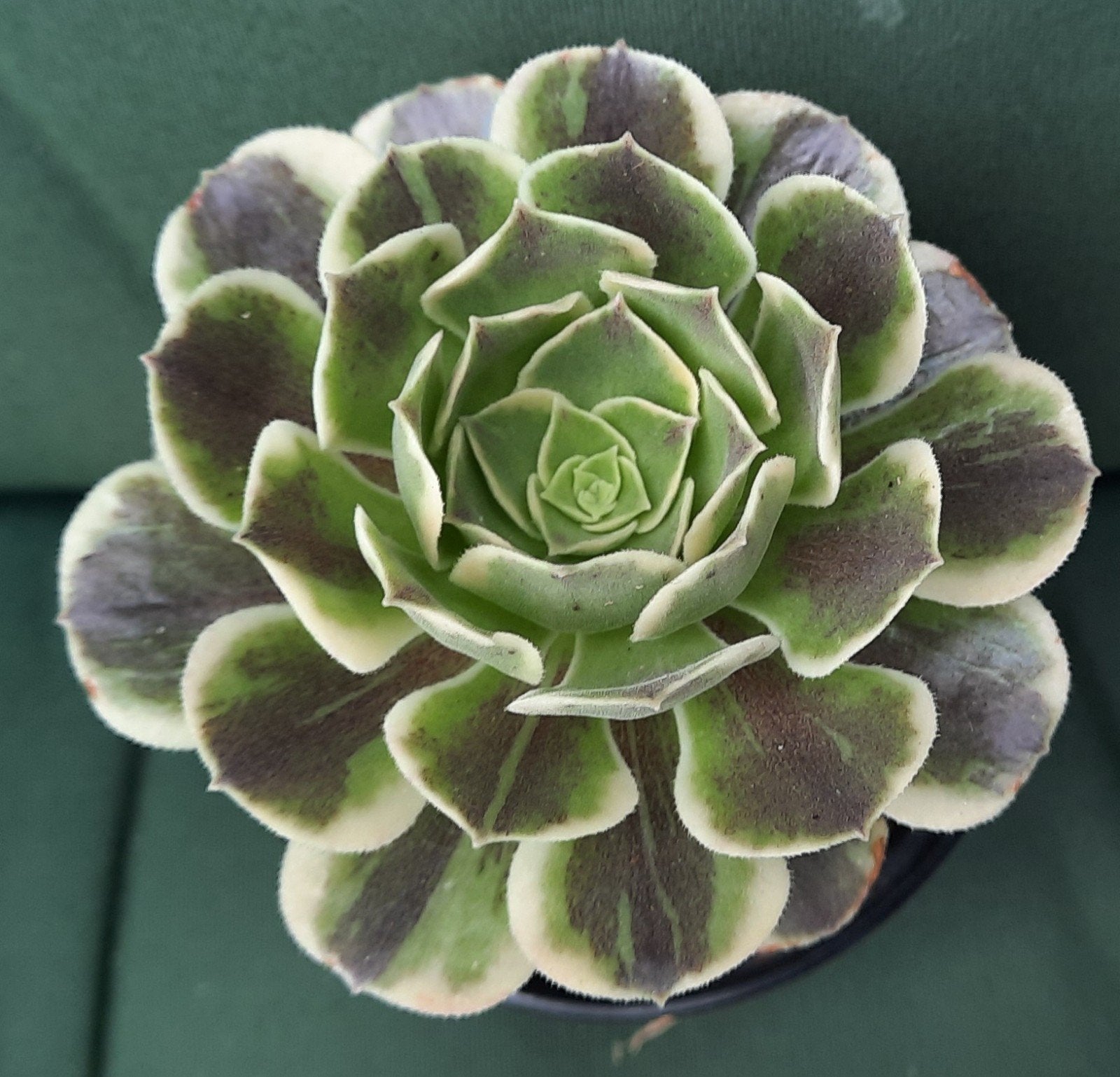Aeonium Cinderella, Vetplant, Minder dan 100 cm, Groene kamerplant, Halfschaduw