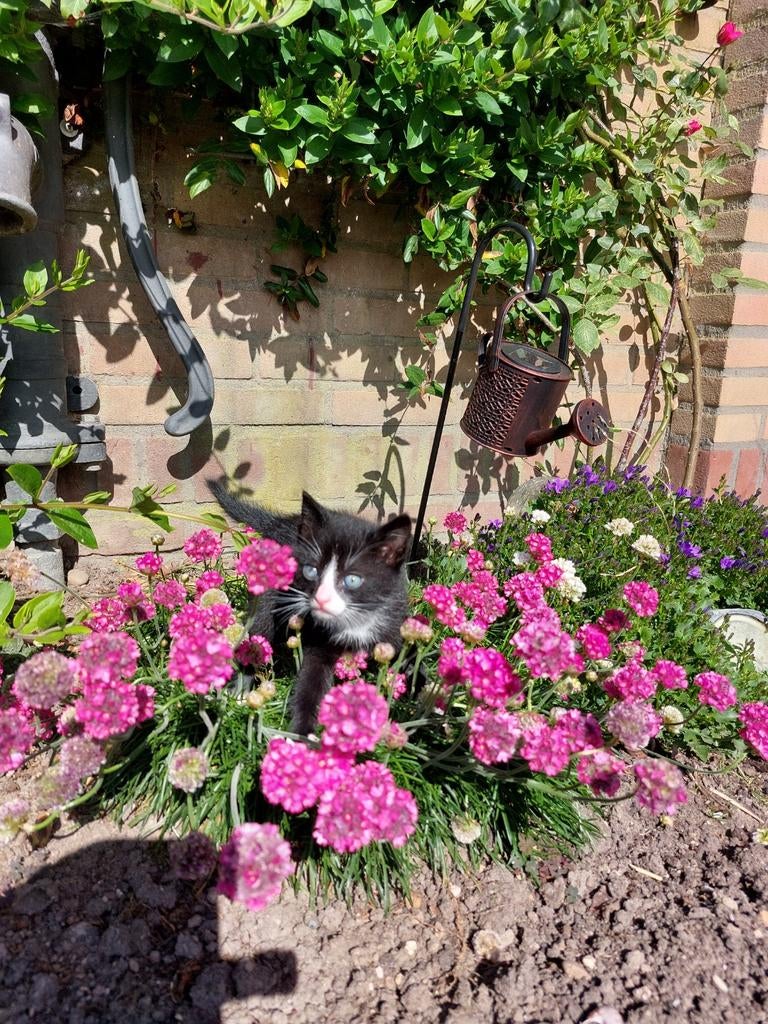 4 Lieve kittens vanaf 16 mei beschikbaar, Dieren en Toebehoren, Meerdere dieren, Ontwormd, 0 tot 2 jaar