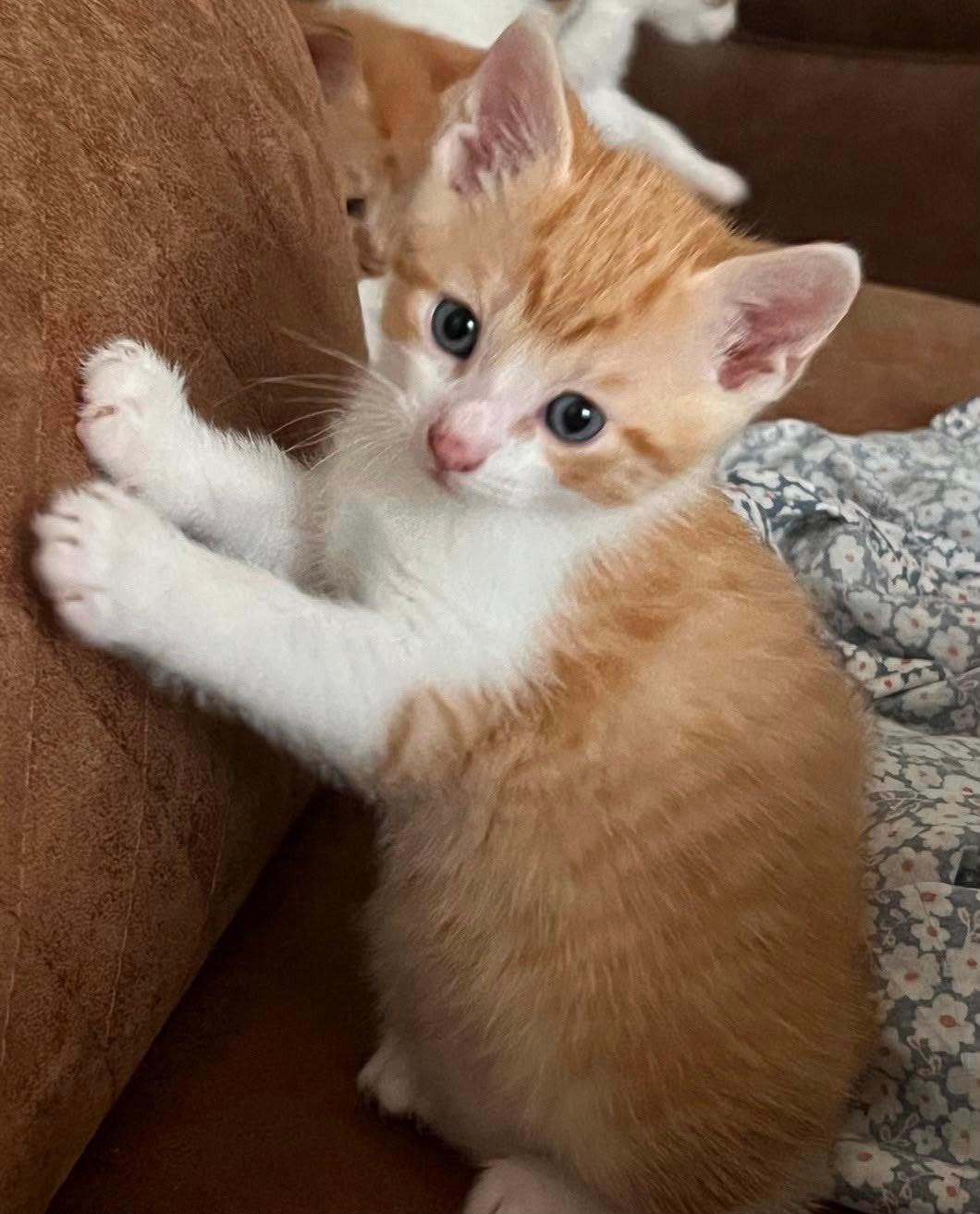 Kittens zoeken liefdevol thuis, Meerdere dieren