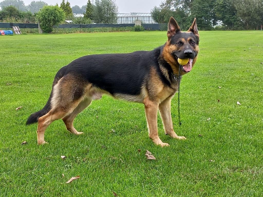 Dekreu Duitse herder, UV, VZH, DM vrij met stamboom, Dieren en Toebehoren, Parvo, Reu, Meerdere, 3 tot 5 jaar