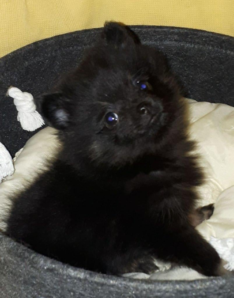1 pomeriaan pupje Reutje, Dieren en Toebehoren, Honden | Chihuahua's en Gezelschapshonden, Overige rassen, 8 tot 15 weken, Parvo