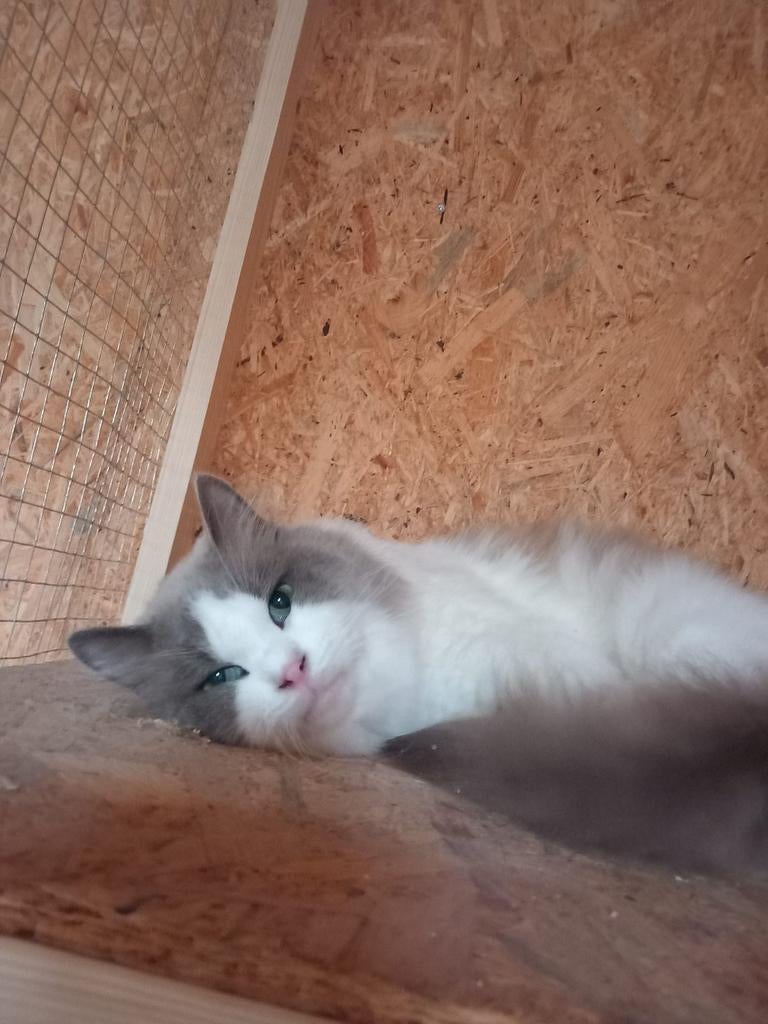 Ragdoll dekkater met stamboom, Poes, Met stamboom
