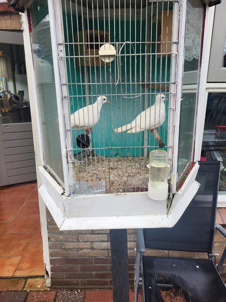 Stel mooi  Lag diufen, Dieren en Toebehoren, Vogels | Duiven, Meerdere dieren