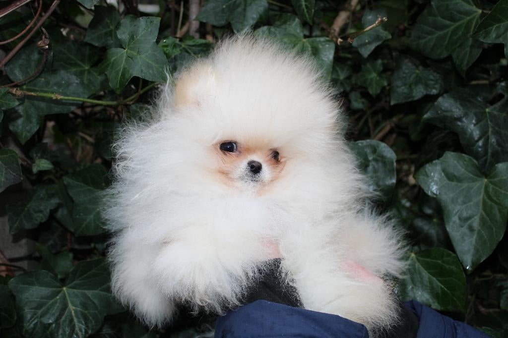 Dwergkees pup met FCI stamboom, Eén hond, Nederland, Fokker | Hobbymatig, Reu