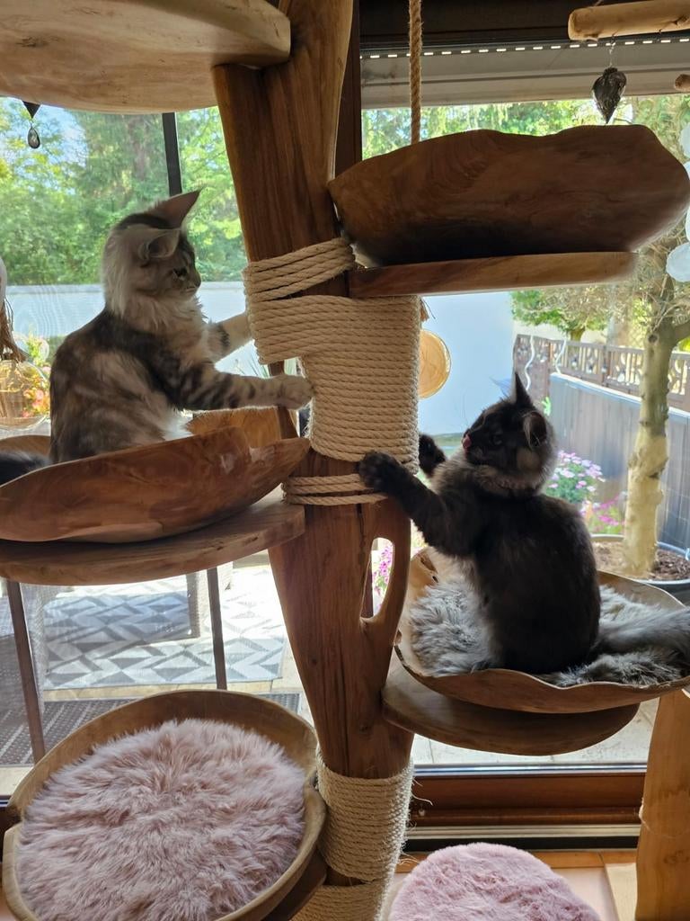 Krabpaal Kattenpaal Suar massiefhout Ragdoll Pers Siamees, Dieren en Toebehoren