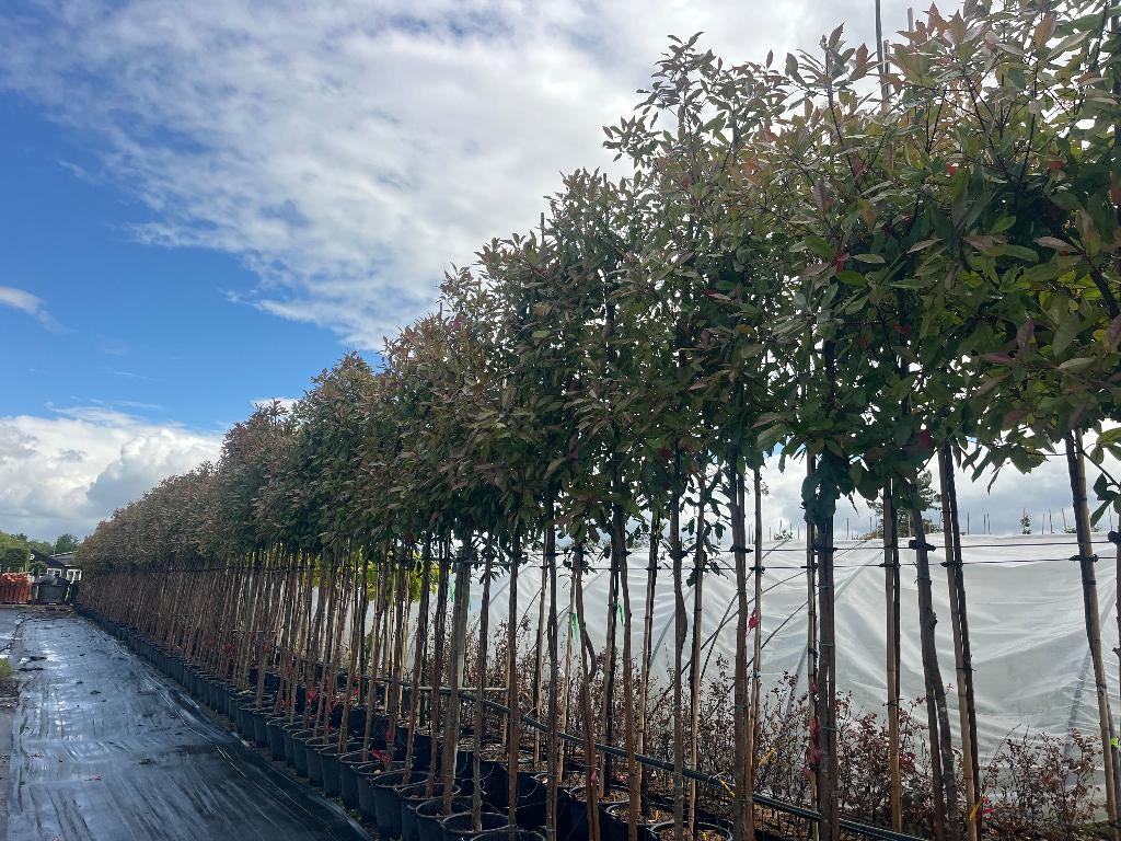 Glansmispel boom  Nu €99,50  Koopje!! Zomerkorting!!, Tuin en Terras, Planten | Bomen, Overige soorten, Lente, 400 cm of meer