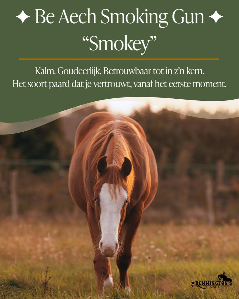 3 jonge Quarter horses met eerlijke start -nieuwe prijs, Dieren en Toebehoren, Minder dan 160 cm, Met stamboom, Ruin, 0 tot 2 jaar
