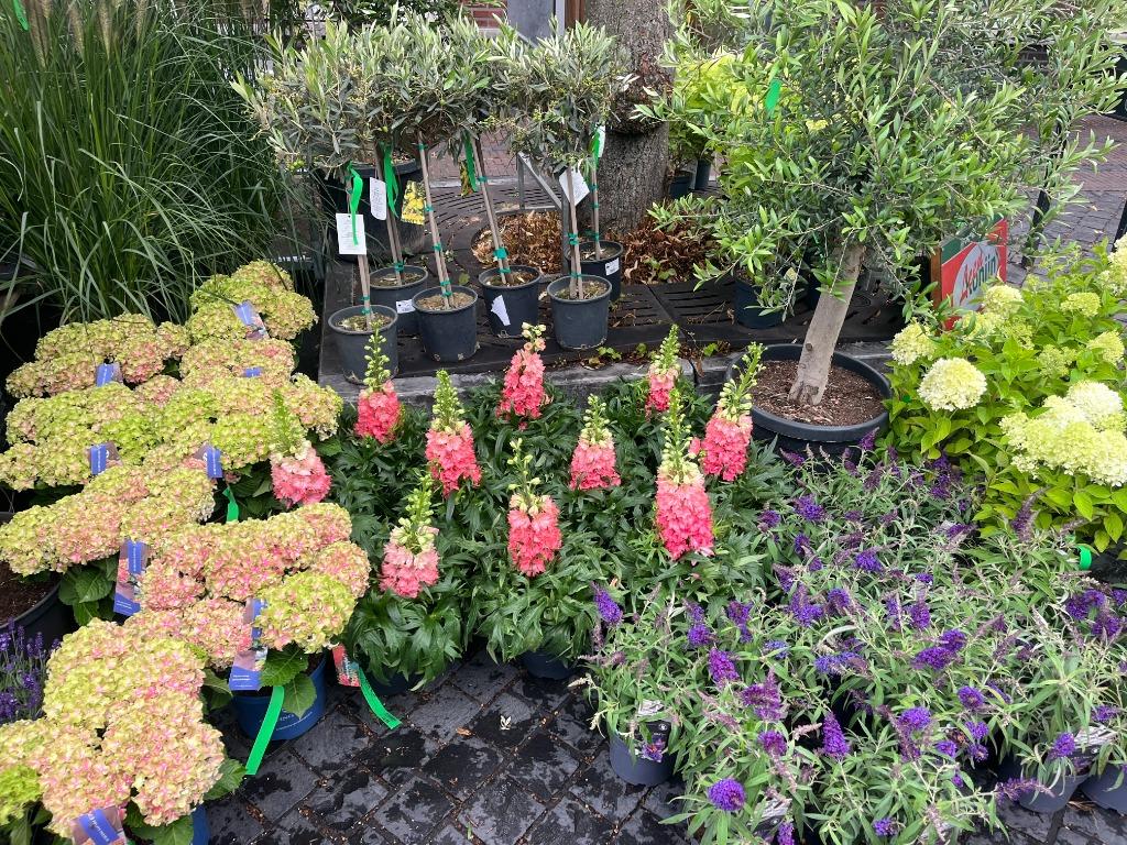 Tuincentrum in Lunteren, Ophalen, Overige soorten, Volle zon