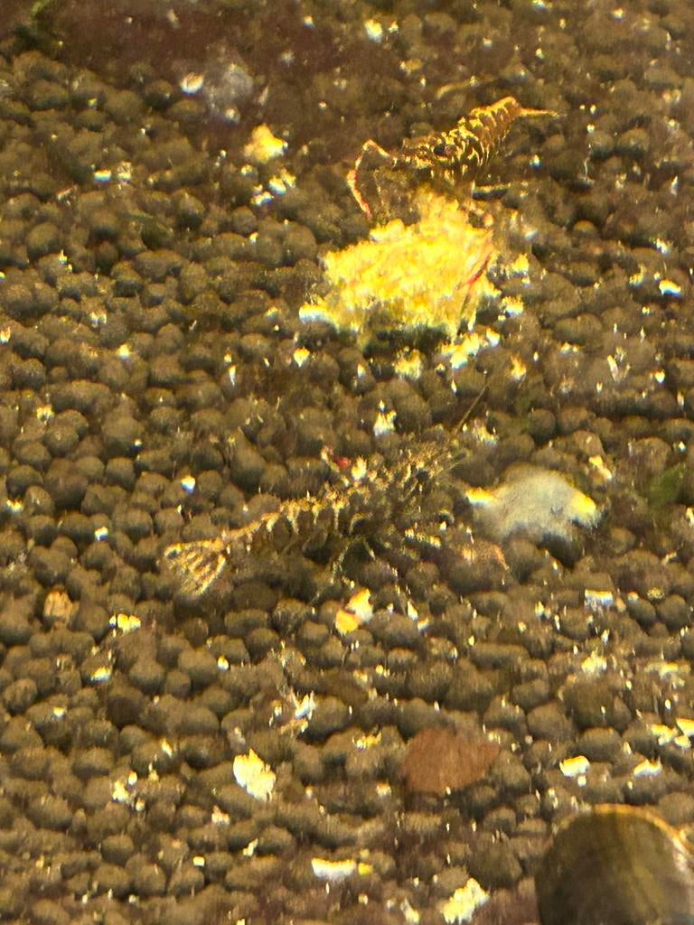 Roodschaar garnaal (4cm), Kreeft, Krab of Garnaal, Zoetwatervis, Schoolvis