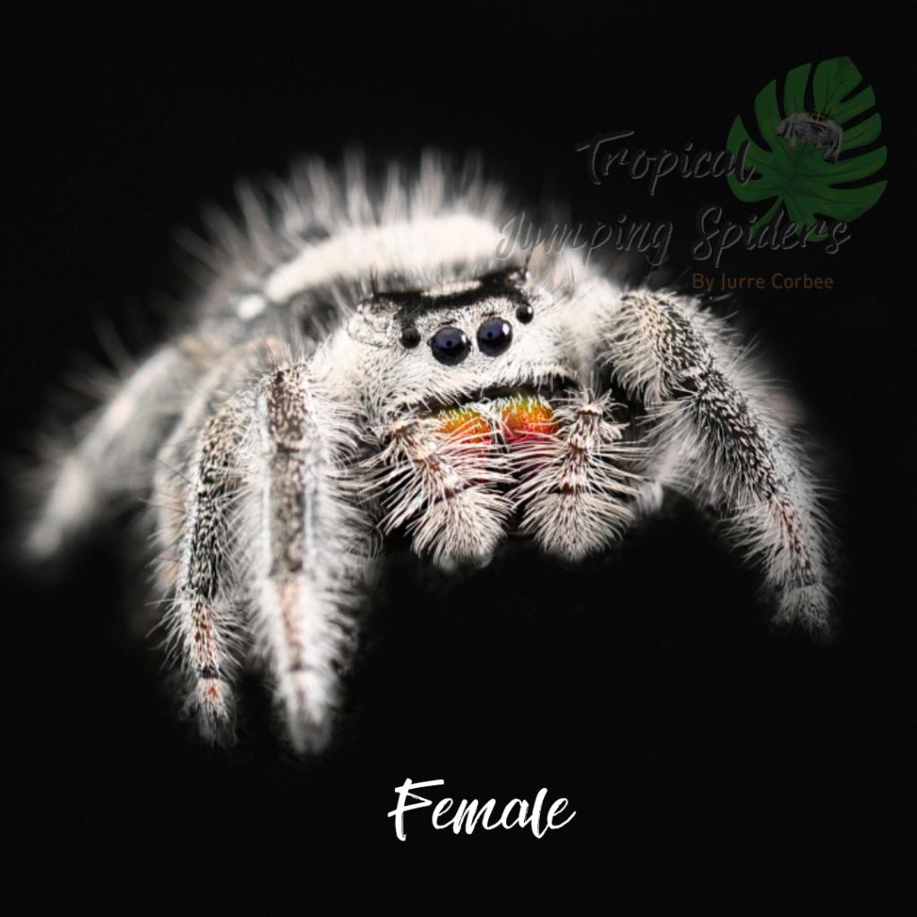 Springspin - Phiddipus Regius Bahamas White, Dieren en Toebehoren, Spin of Schorpioen