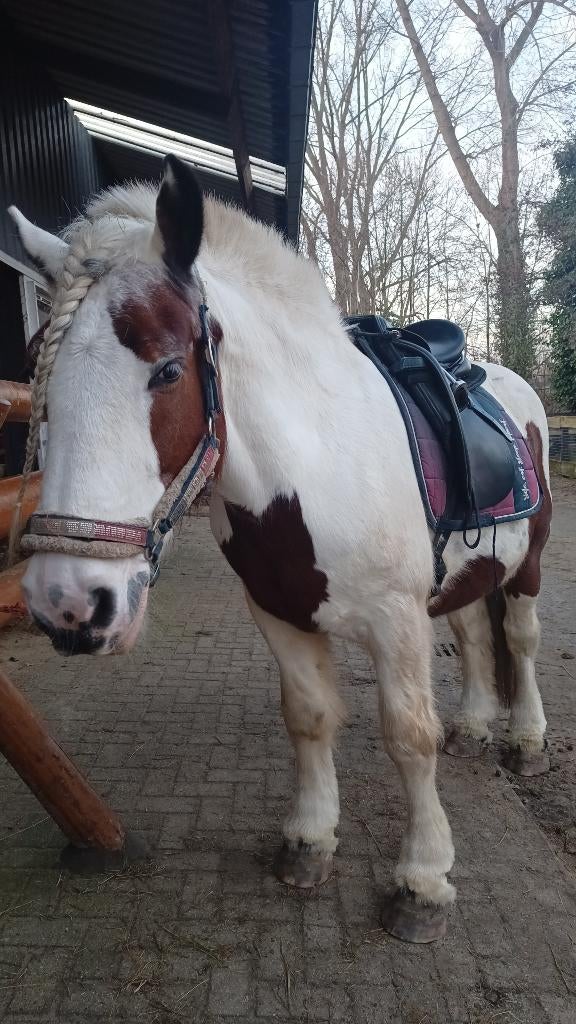 Verzorgpony gezocht, Dieren en Toebehoren, Paarden en Pony's | Verzorgingsproducten, Ophalen of Verzenden