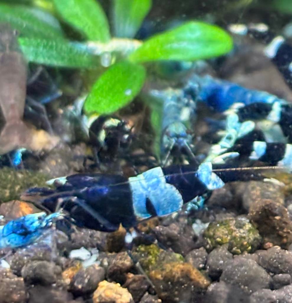 Shadow Panda (Taiwan bee), Kreeft, Krab of Garnaal, Zoetwatervis