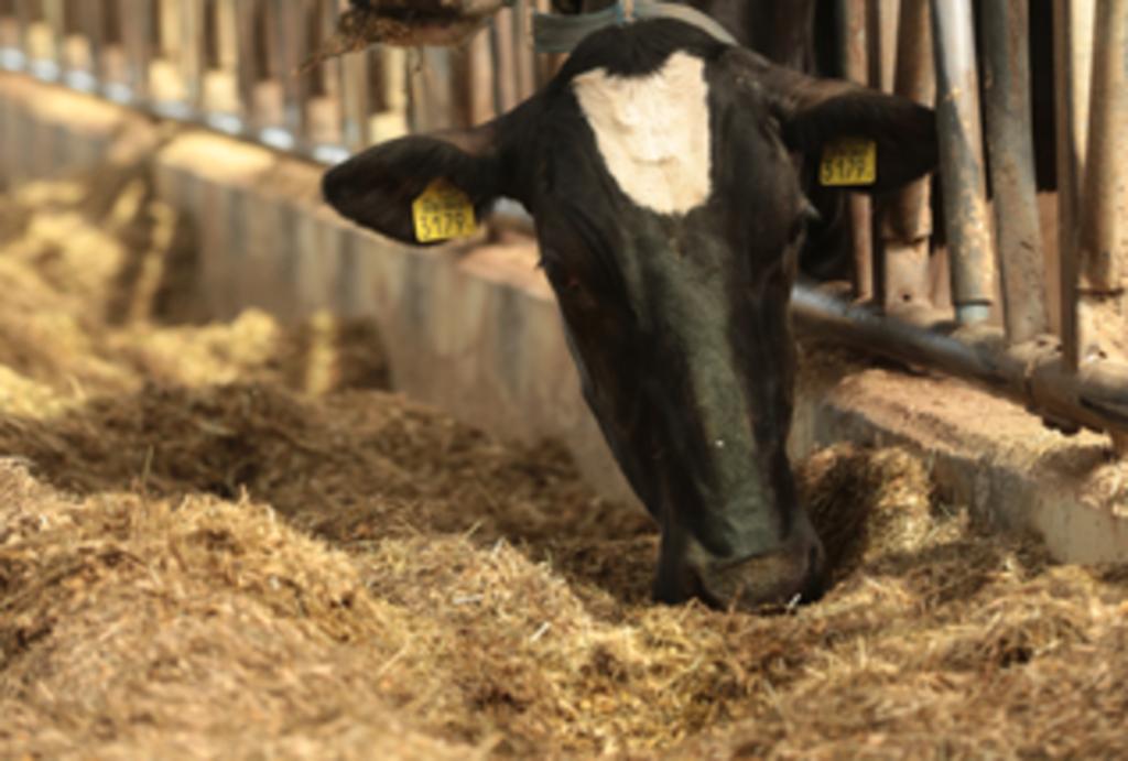 Graszaadhooi/pensprik/ruwvoer te koop bij Stouten, Ophalen of Verzenden, Vee