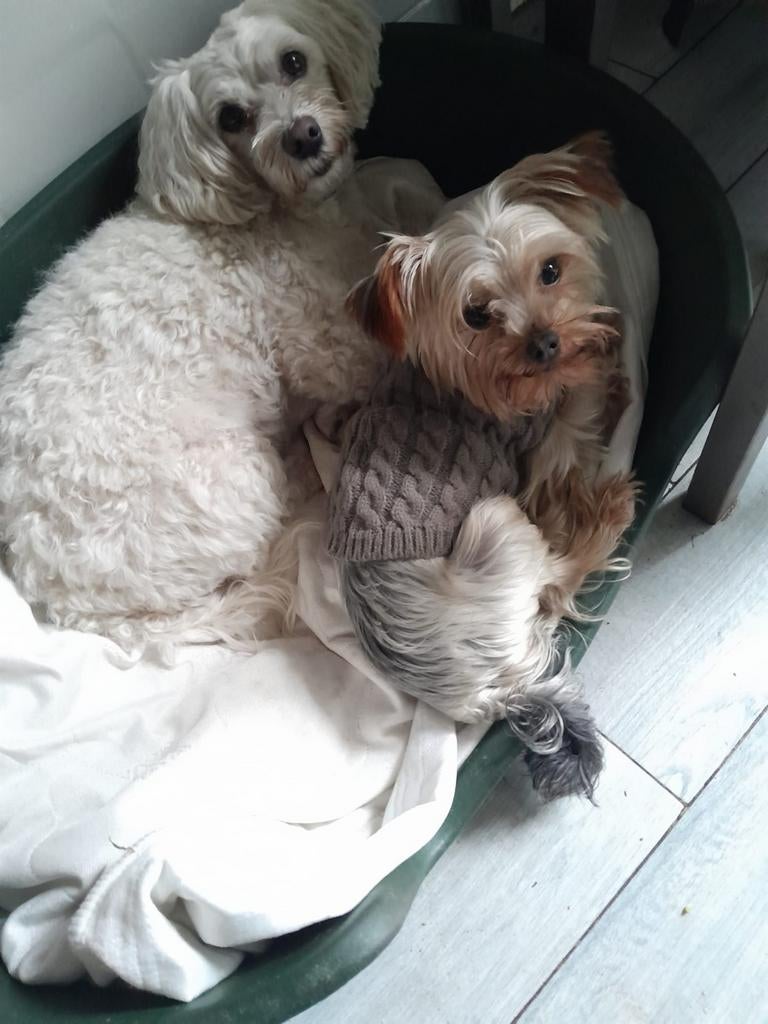 Dekreu van york terriër, Parvo, Reu, 1 tot 2 jaar, Eén hond