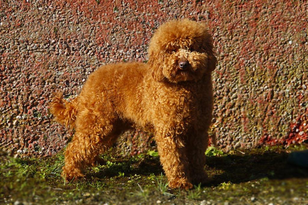 Poedel Dekreu (Met FCI stamboom en NHSB nr ), Dieren en Toebehoren, Reu, 1 tot 2 jaar, Parvo, Meerdere