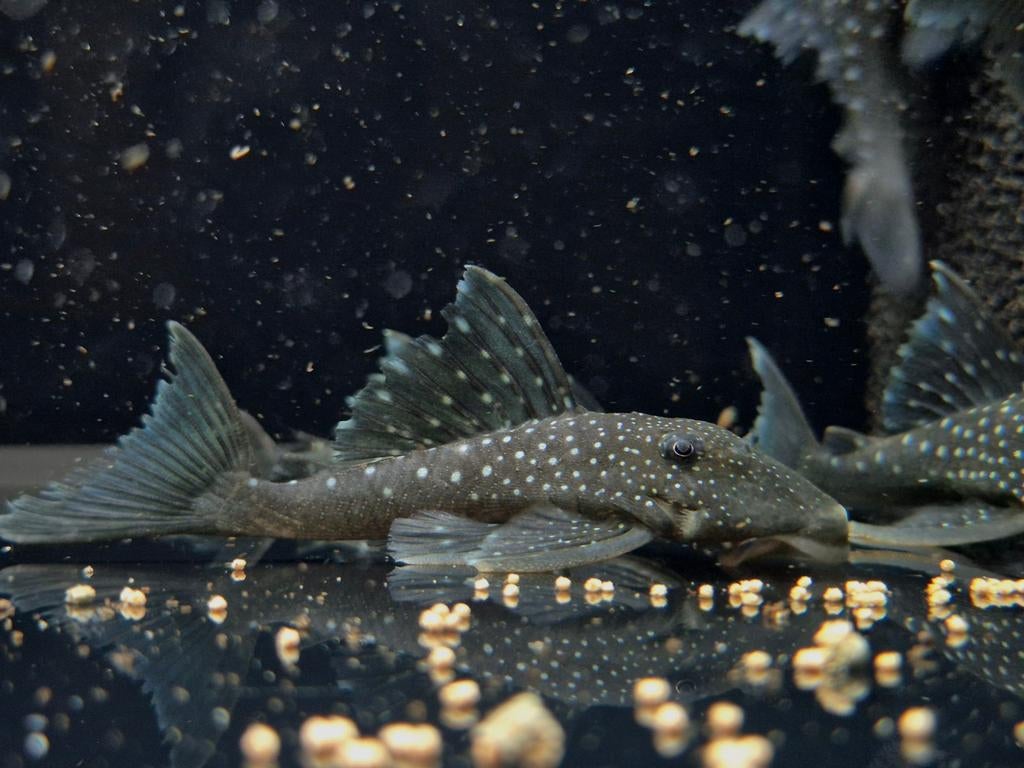 L128 Blue Phantom Pleco, Dieren en Toebehoren, Vissen | Aquariumvissen, Vis, Zoetwatervis