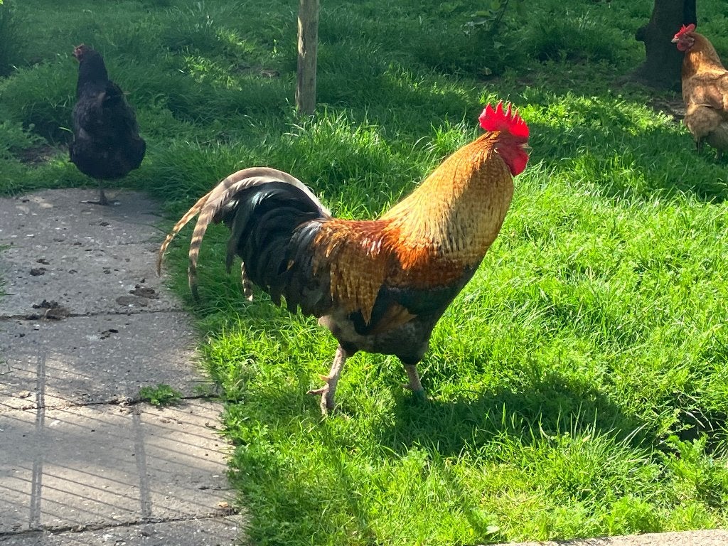 Marans x  Amrock Haan, Dieren en Toebehoren, Pluimvee, Mannelijk, Kip