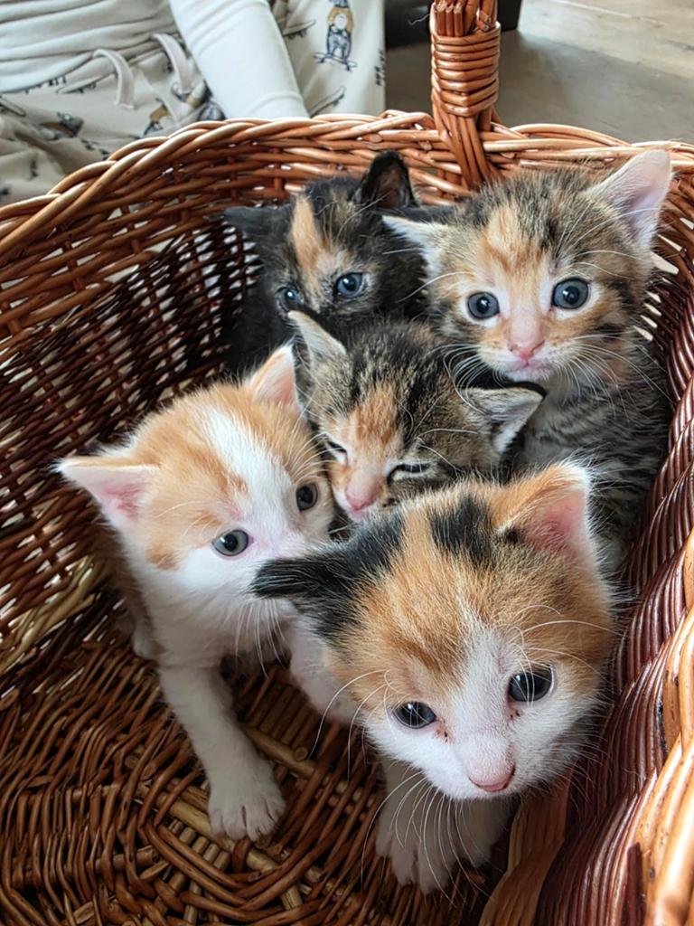 Mooie kittens te koop, Dieren en Toebehoren, Katten en Kittens | Raskatten | Langhaar, Meerdere dieren