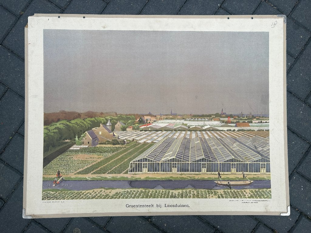 Groenteteelt bij Loosduinen, Antiek en Kunst, Ophalen of Verzenden, Aardrijkskunde