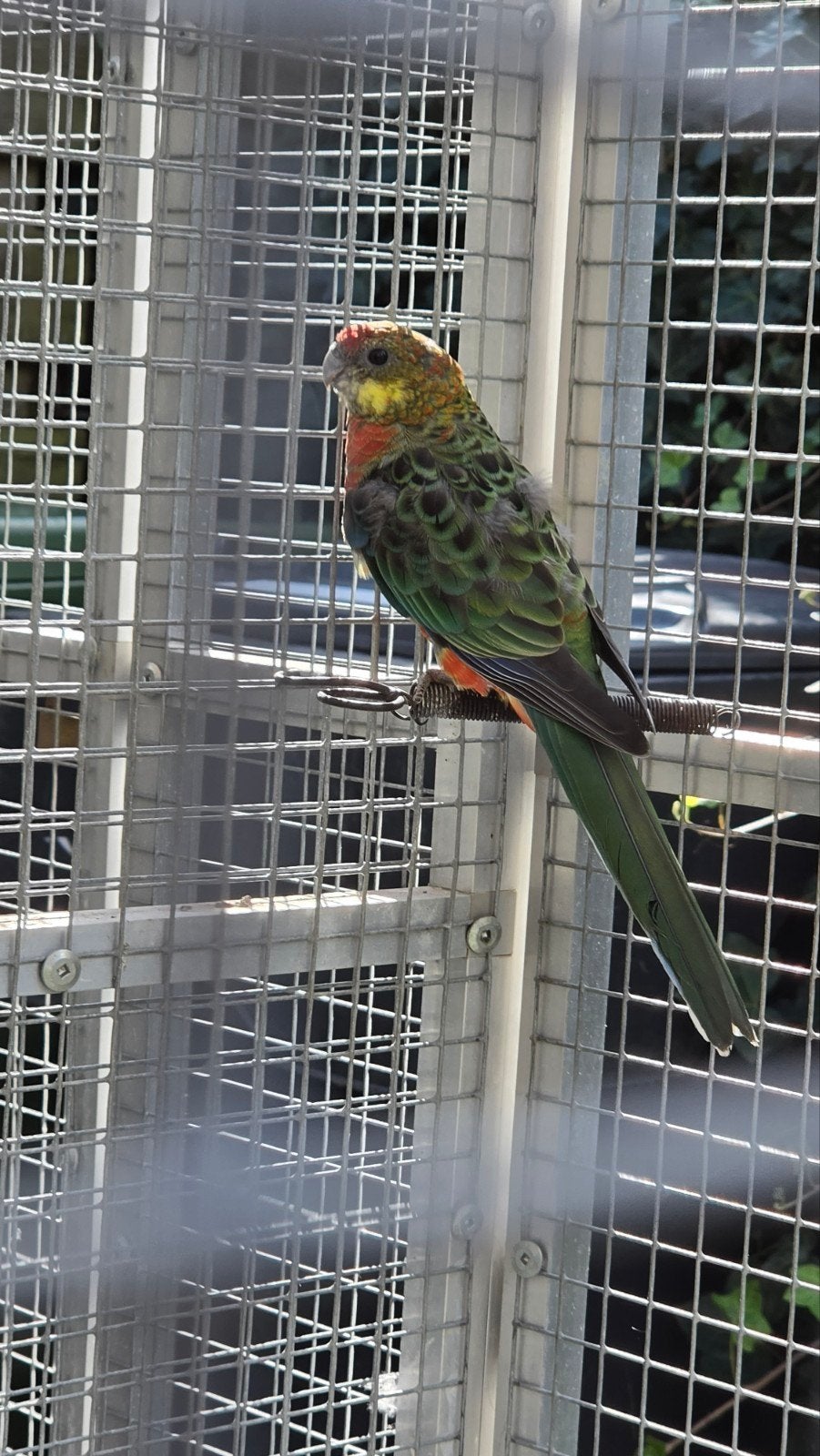 0-2 stanley rosella poppen, Dieren en Toebehoren, Vrouwelijk, Parkiet, Geringd