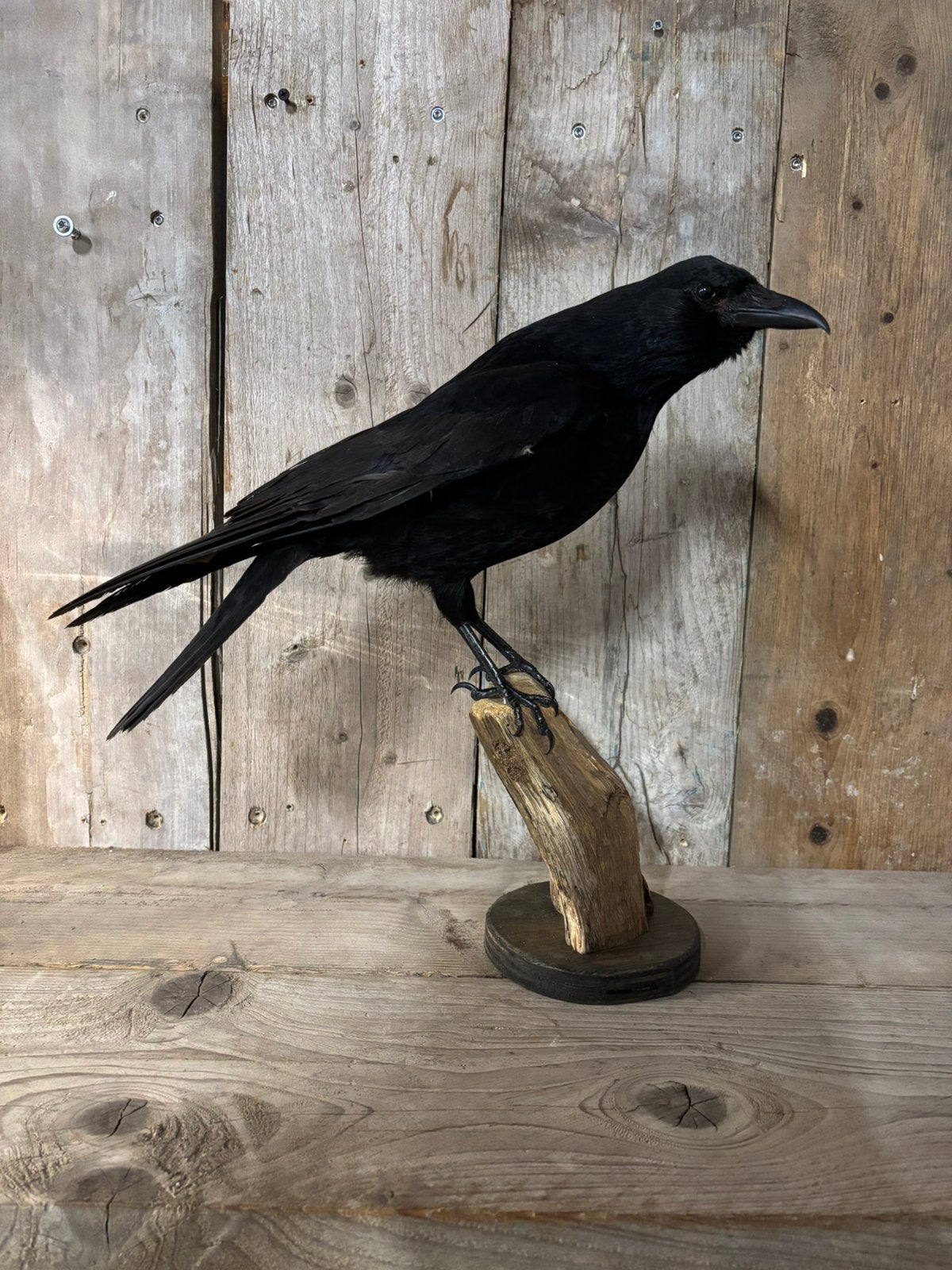 Nieuw opgezette kraai, Ophalen of Verzenden, Nieuw, Vogel, Opgezet dier