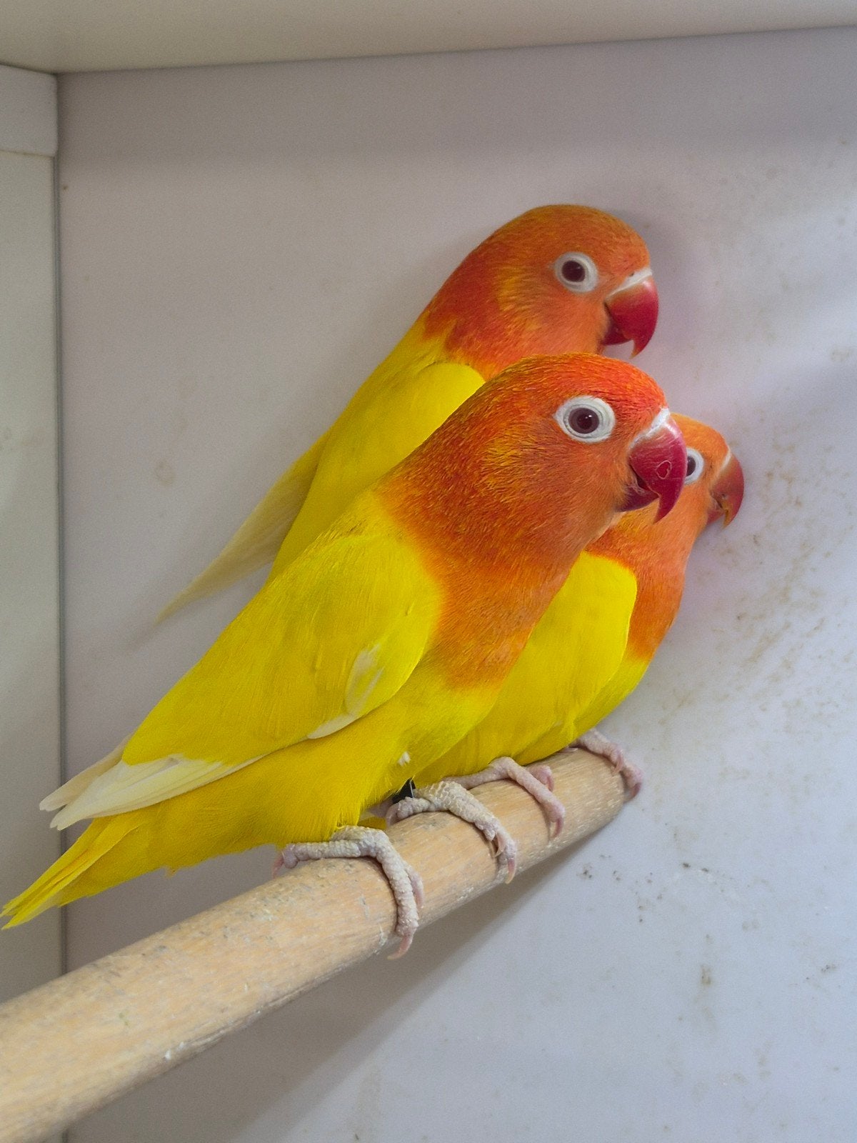 Fischeri agapornis lutino opaline, Meerdere dieren, Dwergpapegaai of Agapornis, Geringd