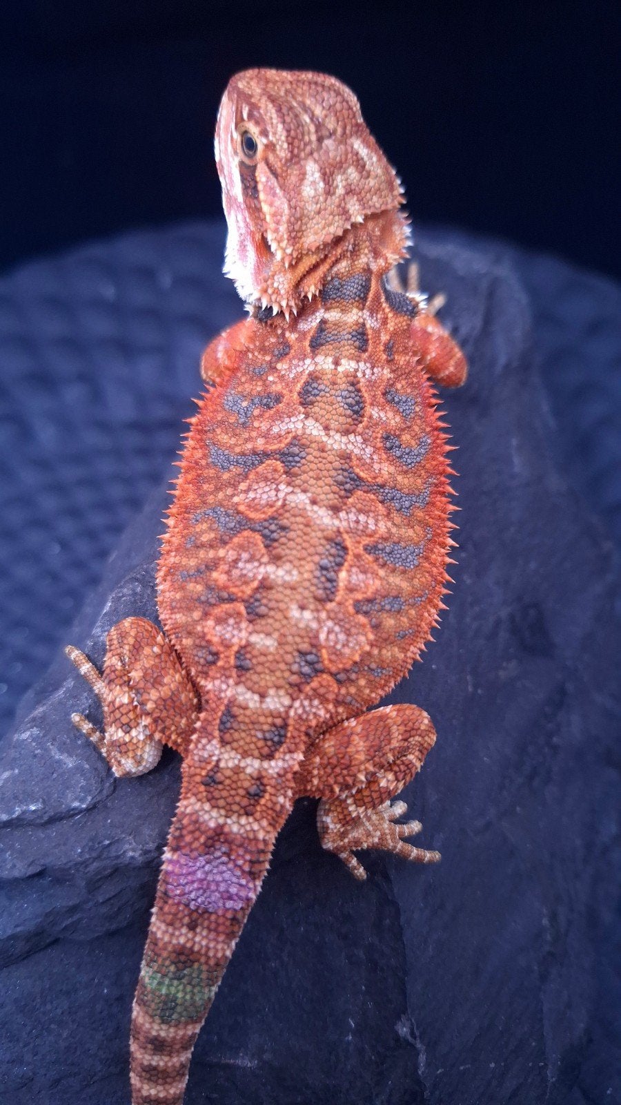 AANBIEDING!! 50% Red Monster Extreme Blue Tiger Baardagaam, Dieren en Toebehoren, Reptielen en Amfibieën, Hagedis, 0 tot 2 jaar