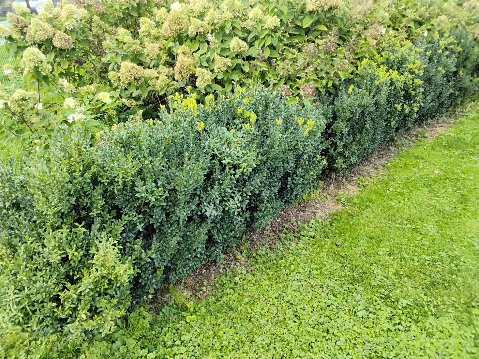 mooie volle buxus struikjes 20 stuks 50cm hoog €50,00, Ophalen, Buxus, Haag, Minder dan 100 cm