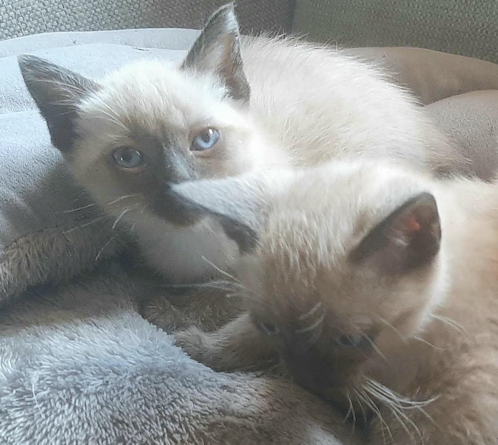 Thai sealpoint siamezen kittens, Meerdere dieren