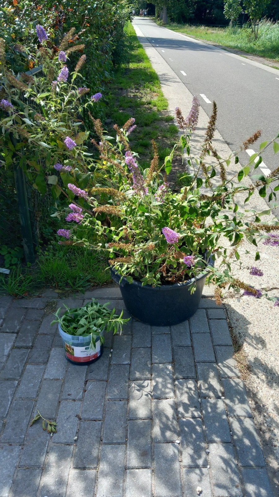 gratis vlinderstruikjes en stekjes met wortel, Ophalen, Vlinderstruik, Minder dan 100 cm