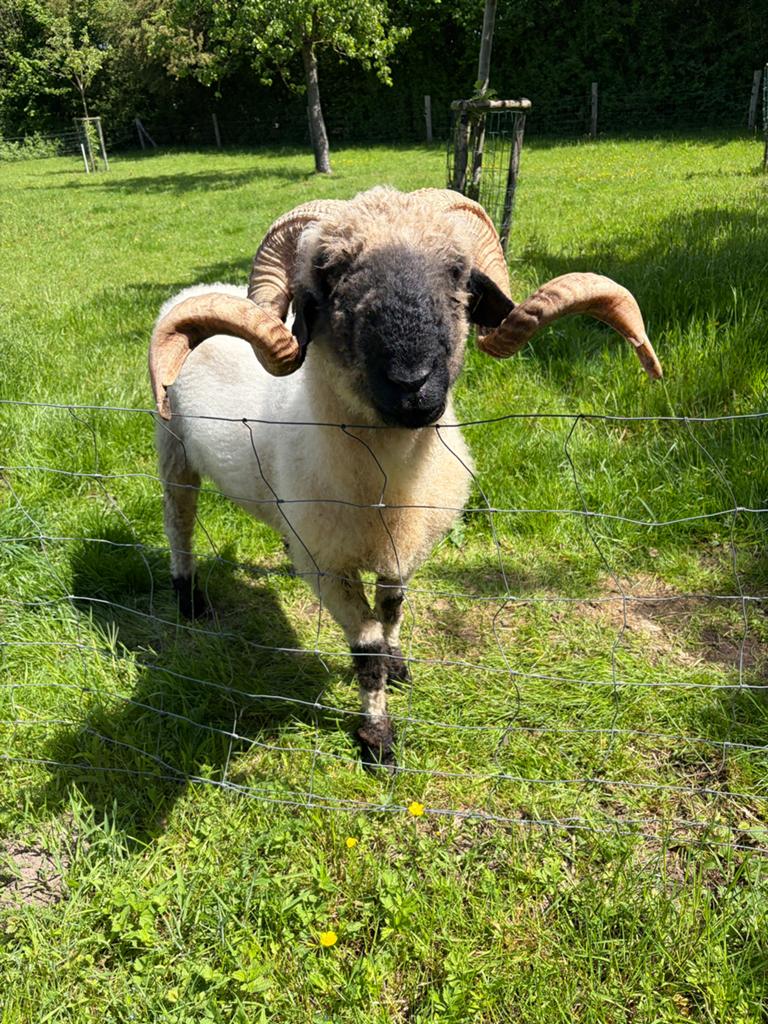 Walliser schwarznase stamboek dekram, Mannelijk, Schaap