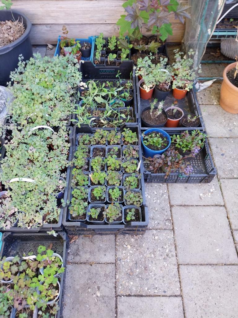 Div.vaste planten., Tuin en Terras, Planten | Tuinplanten, Ophalen, Overige soorten, Volle zon
