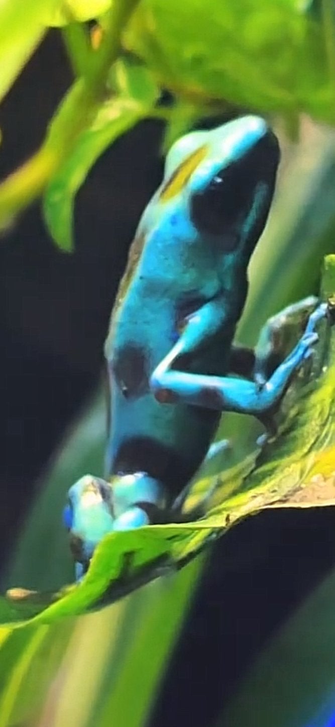 Dendrobatus auratus, Amfibie, 0 tot 2 jaar