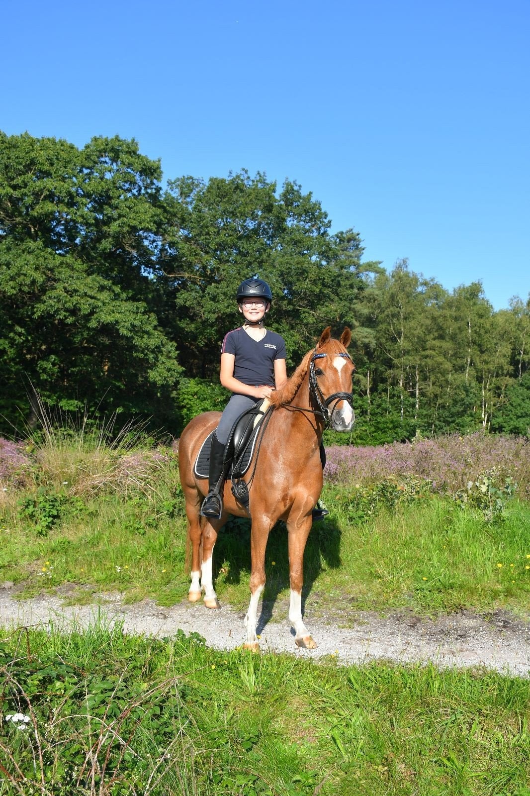 dressuur topper c pony ruin, Dieren en Toebehoren, Pony's, Met stamboom, Ruin, Dressuurpony, M